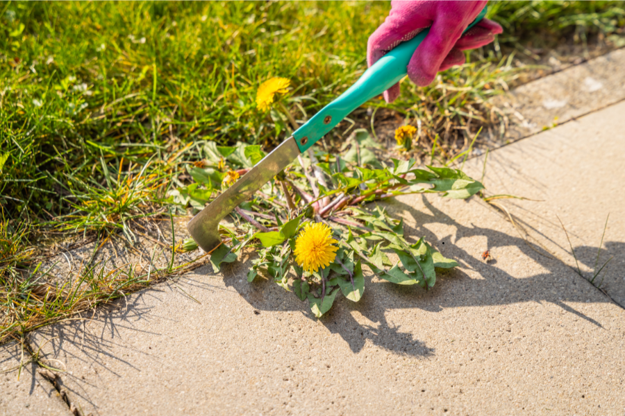comment avoir un jardin sans mauvaises herbes