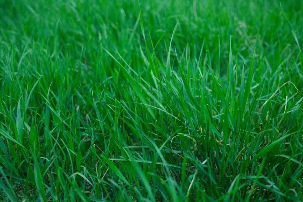 pexels-egorkomarov-12002897